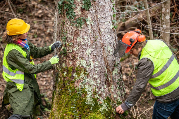 How Our Tree Care Process Works  in  Exton, PA