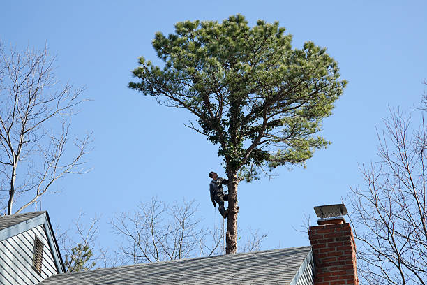 Trusted Exton, PA Tree Services Experts